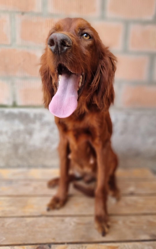 სეტერი კახეთი ჩამოიყვანა მარიამ რუაძე