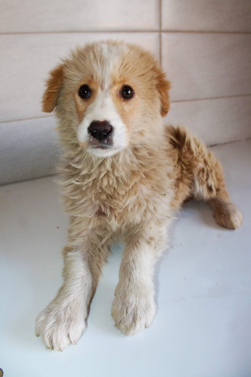 მეტისი უსახელო