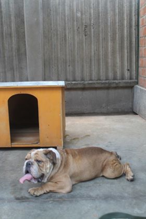 ინგლისური ბულმასტივი პოლი