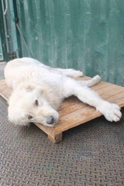 ქართული ნაგაზი უსახელო