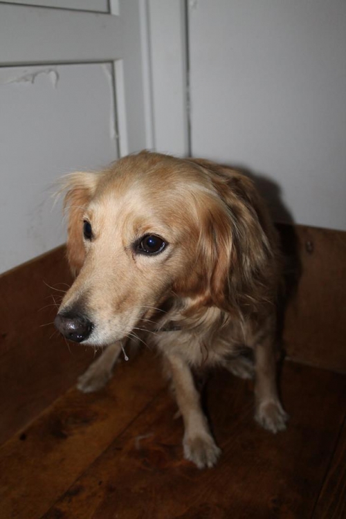 კოკერსპანიელი უსახელო