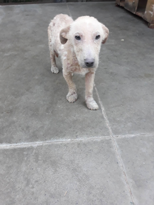 მეტისი ორთაჭალა