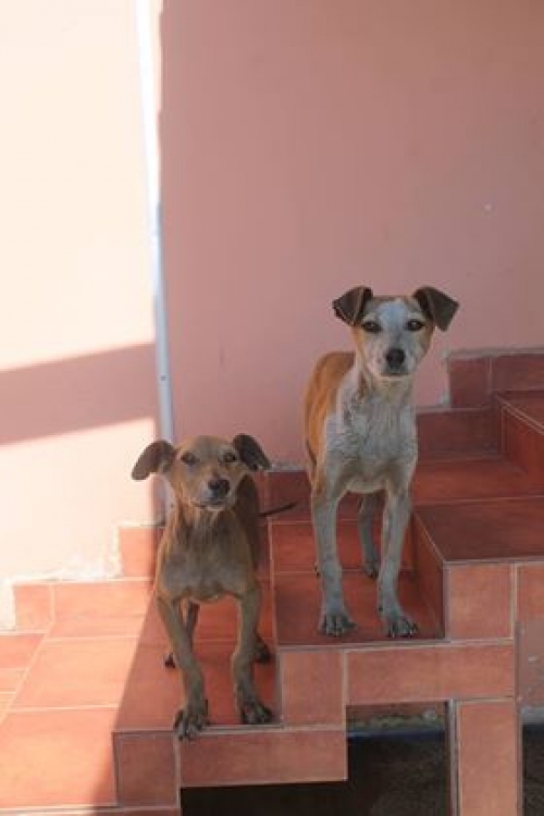 მეტისი უსახელო