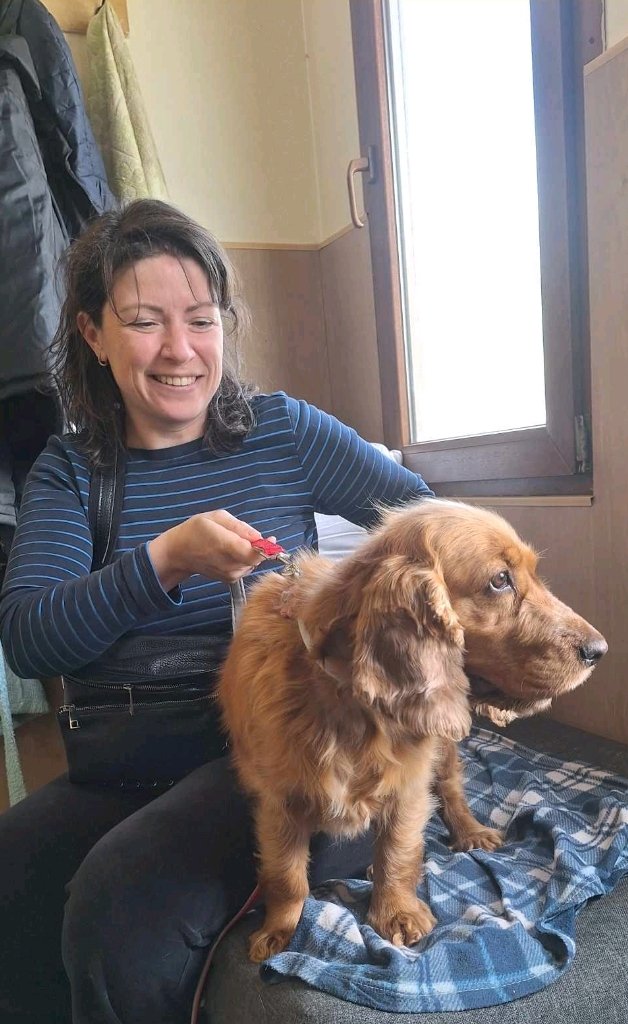 კოკერ სპანიელი. კარალეთი