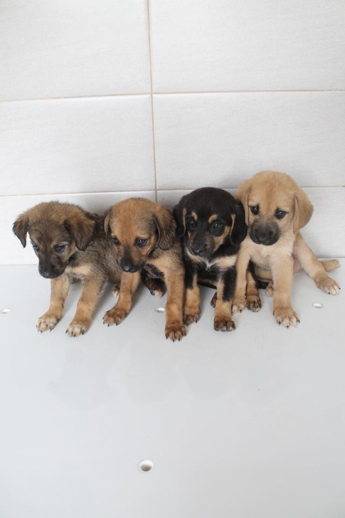 მეტისის ლეკვები უსახელო