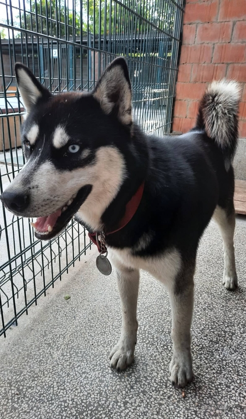 ლაიკა მოიყვანა გიორგი ოქრომჭ3დლიძე