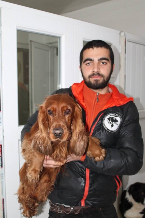 ინგლისური კოკერსპანელი უსახელო