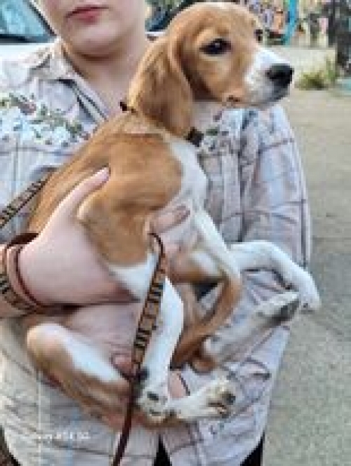 მეტისი იპოვა პეოსპექტის ბოლოში პოლიციას თან