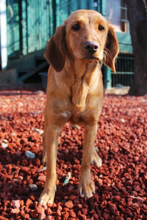 კოკერსპანელის მეტისი უსახელო