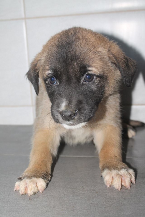 ქართული ქოფაკი უსახელო