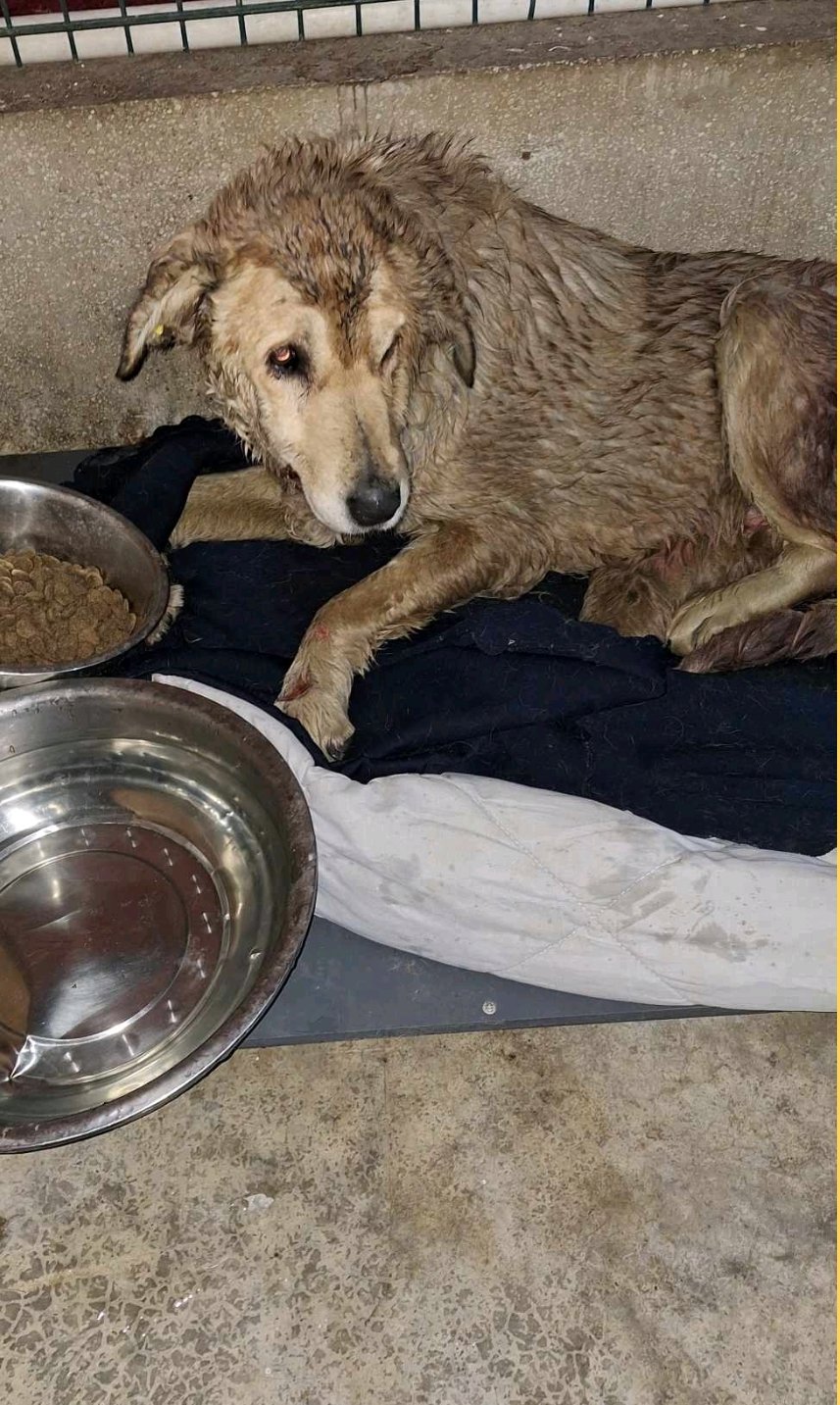 მეტისი. ვარკეთილი