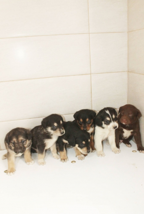 ქართული ქოფაკი უსახელო