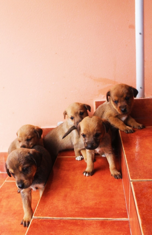 მეტისის ლეკვები უსახელო