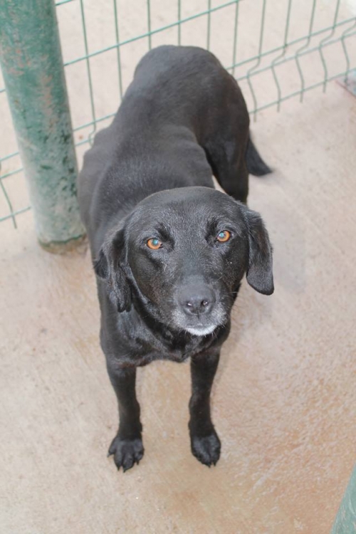 მეტისი უსახელო