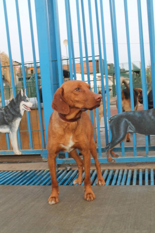 უნგრული ვიჟლა უსახელო