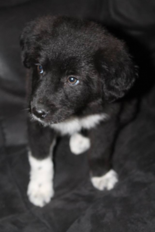 ქართული ქოფაკი უსახელო