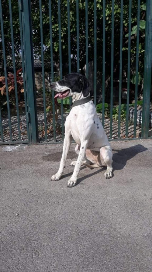 პოინტერი უსახელო