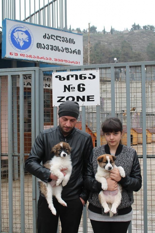 მეტისის ლეკვები უსახელო