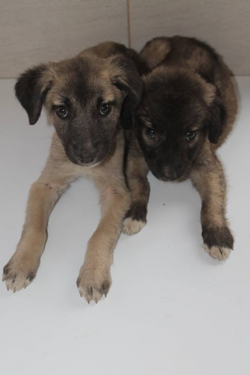 მეტისის ლეკვები უსახელო