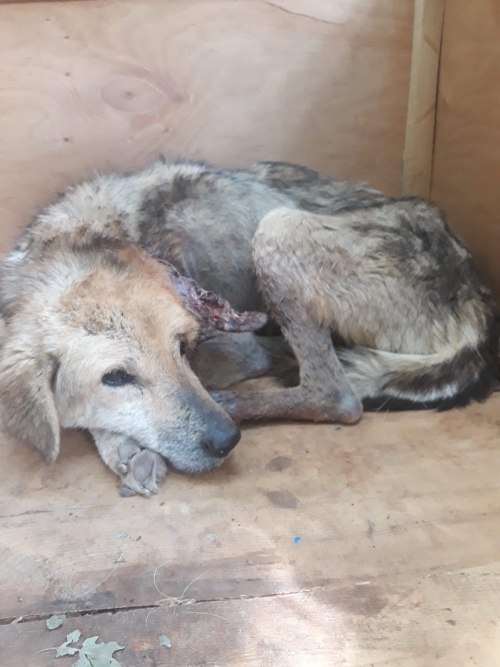 მეტისი ლიკანი