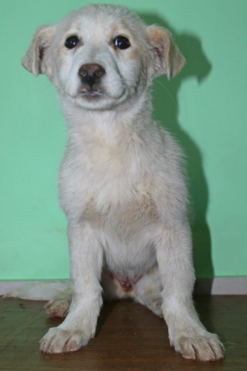 მეტისი უსახელო