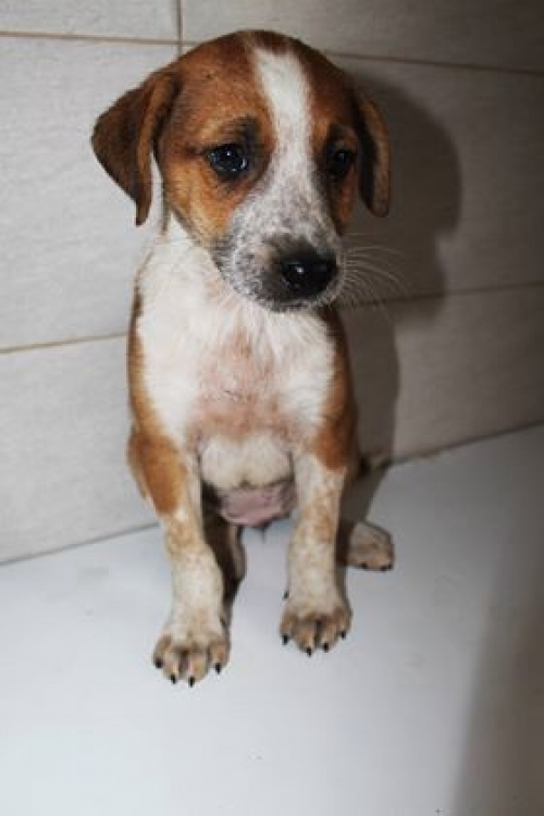 მეტისი უსახელო