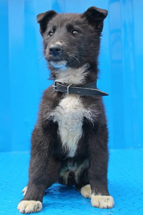 მეტისი უსახელო