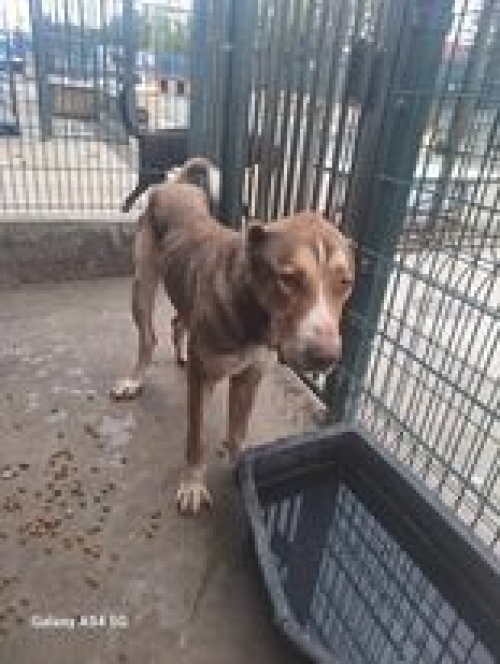 ქართული ნაგაზი შინდისი