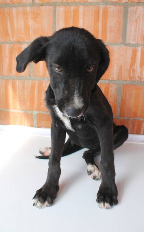 მეტისი უსახელო