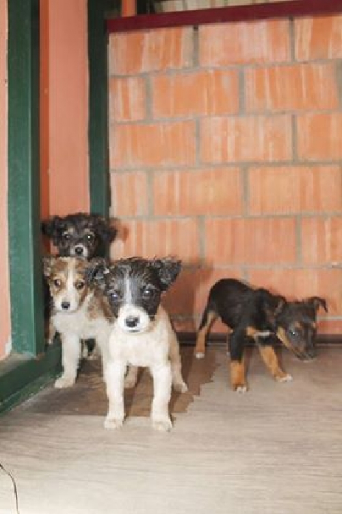 მეტისის ლეკვები უსახელო