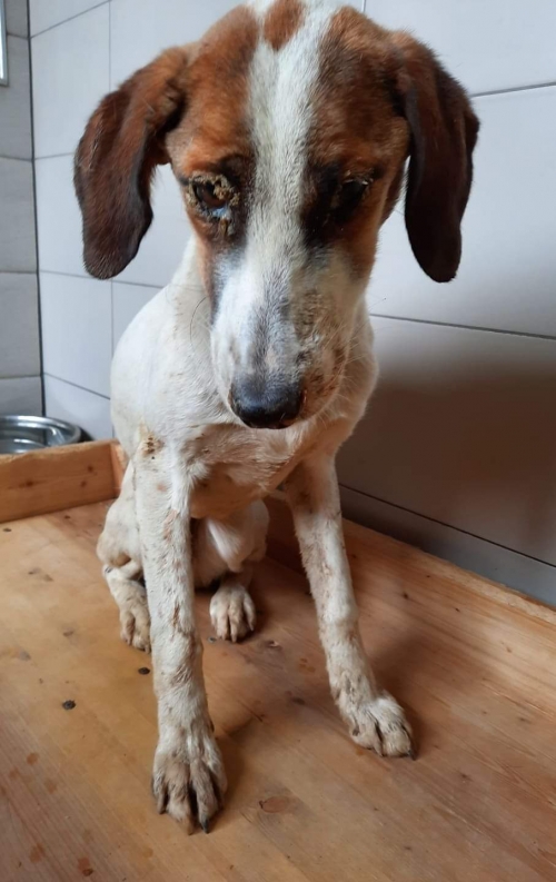 მეტისი დიდიღომი იბერის ქუჩა