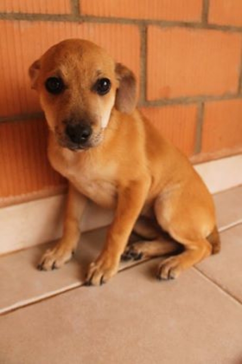 მეტისი უსახელო