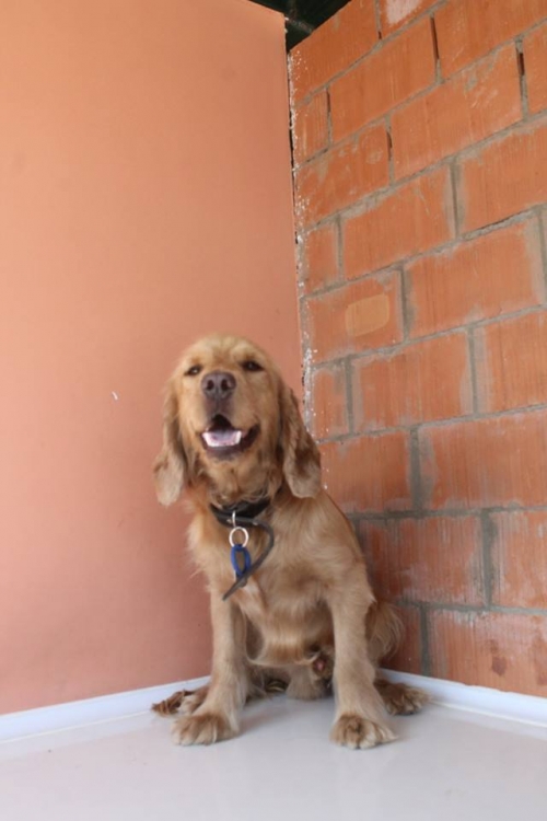 კოკერსპანიელი უახელო