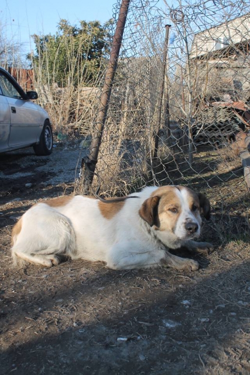 ქართული ქოფაკი უსახელო