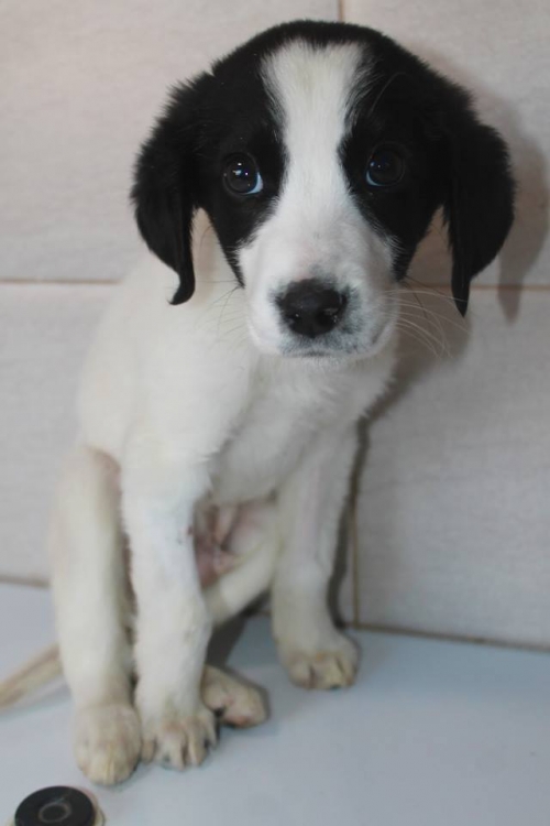 მეტისი მაილო