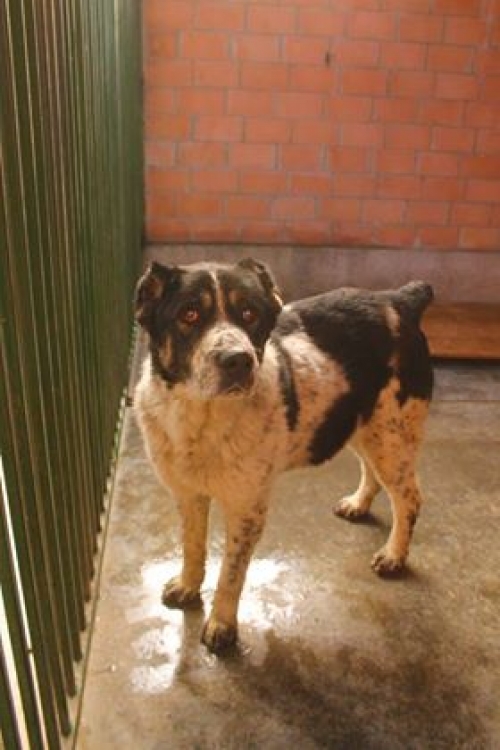 ქართული ნაგაზი ბათურა