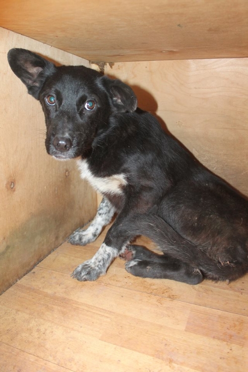 მეტისი უსახელო