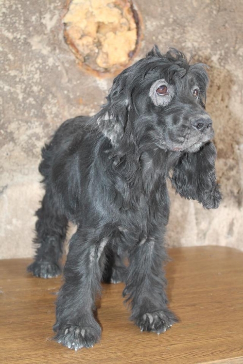 რუსული კოკერ სპანელი ლედი