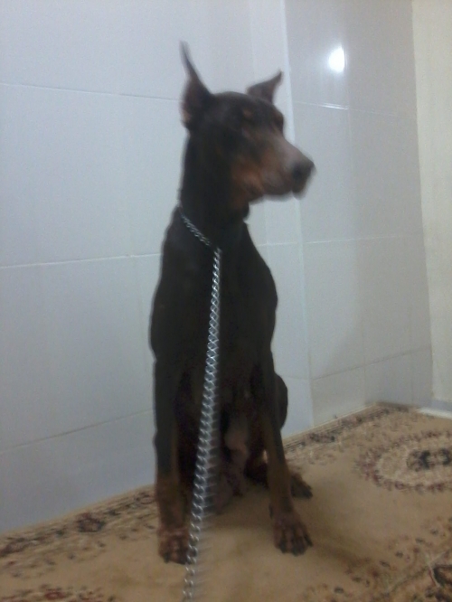 დობერმანი სტელა