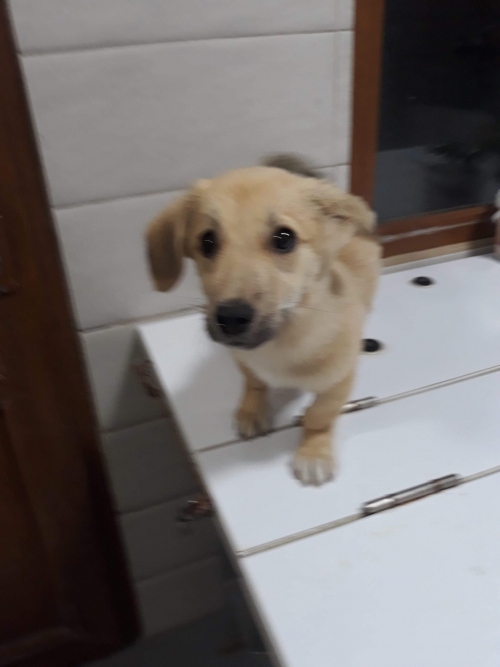 მეტისი პუსკა