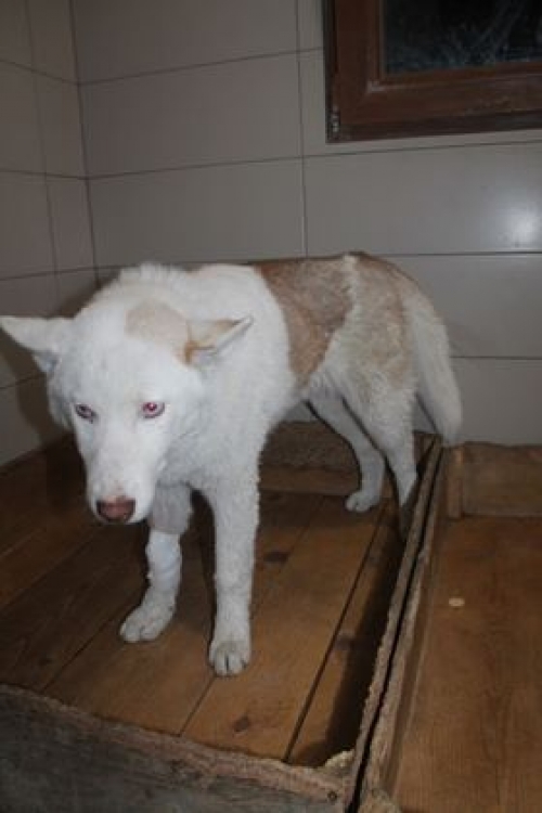 ლაიკა უსახელო