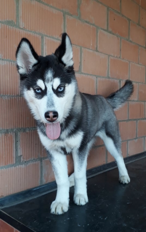 ლაიკა უსახელო