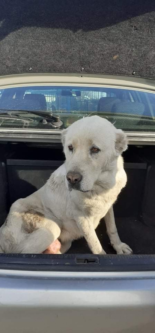 ლაიკა ბელო