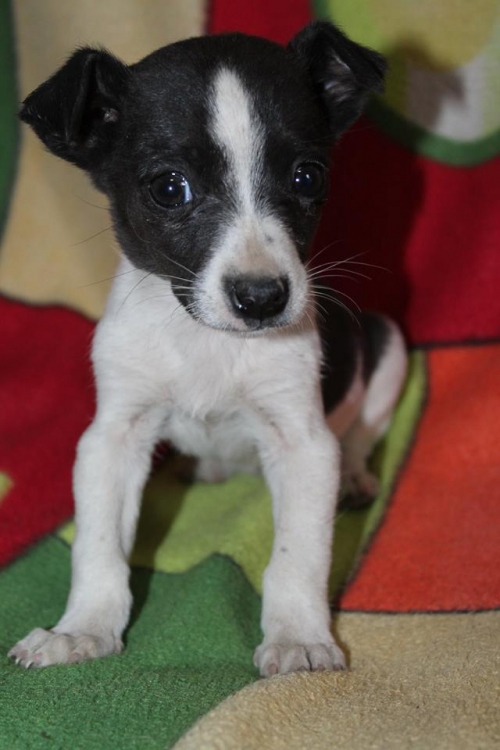 მეტისი უსახელო