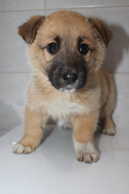 ქართული ქოფაკი უასახელო