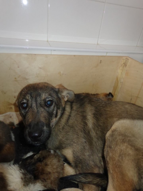 მეტისი ლინდა