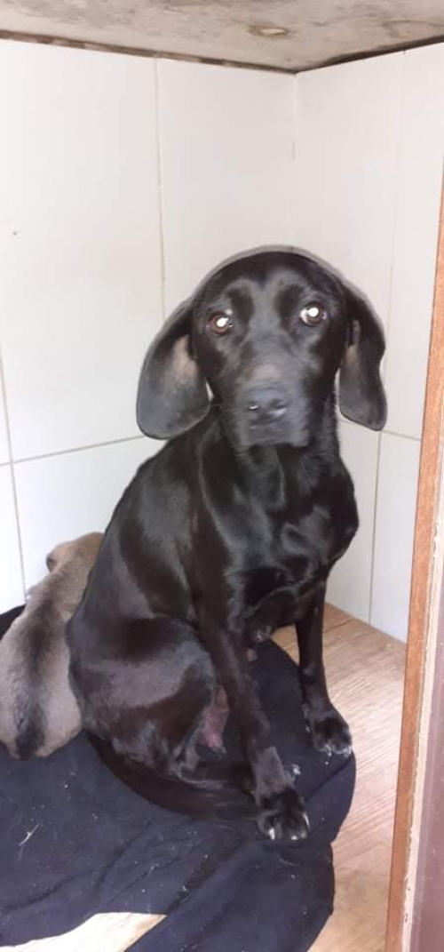 მეტისი უსახელო