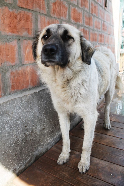 ქართული ქოფაკი მურა