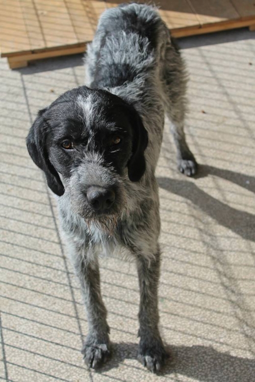 დრათხარი უსახელო