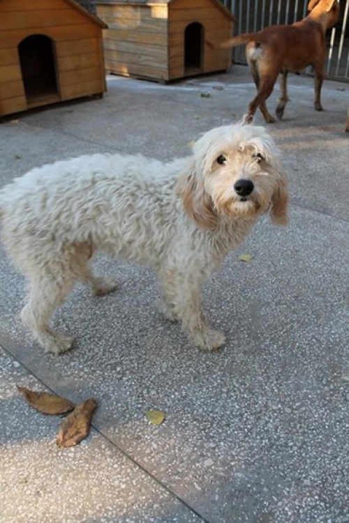 პუდელი უსახელო